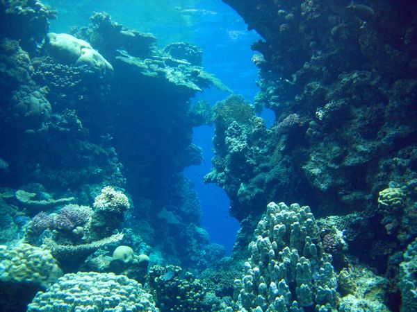 Underwater Photo Three