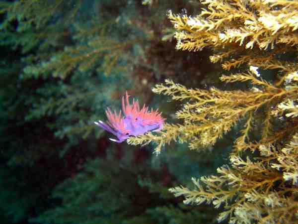 Underwater Photo Nine